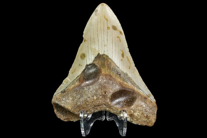 Fossil Megalodon Tooth - North Carolina #108982